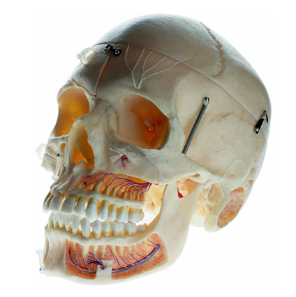 大脑解剖模型