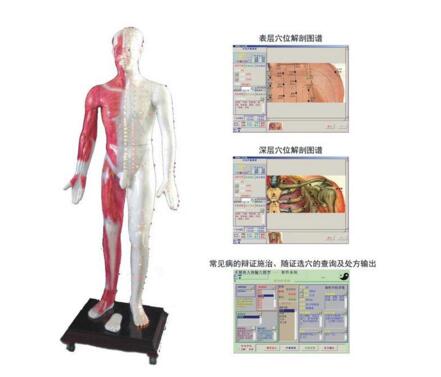 多媒体人体针灸穴位发光模型