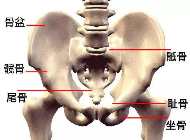 骨盆骨折的常见合并症有哪些？