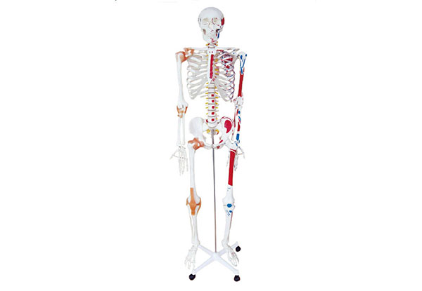 170cm半边肌肉着色附韧带人体骨骼模型