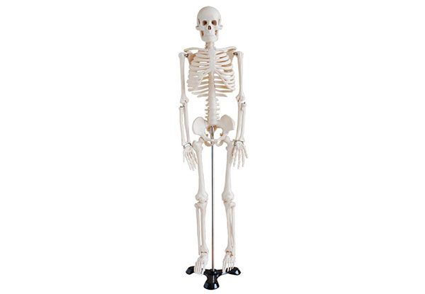 人体骨骼系统组成结构？人体全身有多少块骨头？