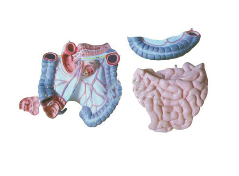 知能医学模型结肠空回肠解剖模型 BIX-BM1085