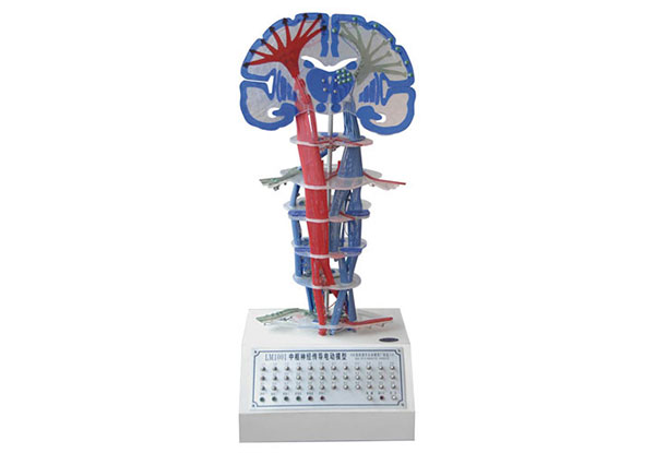 知能医学模型中枢神经传导电动模型 BIX-2101