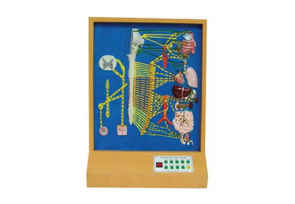 知能醫(yī)學模型自主神經(jīng)電動模型