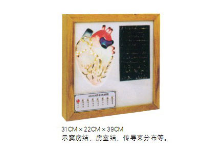 知能醫(yī)學(xué)模型心臟傳導(dǎo)系統(tǒng)電動(dòng)模型 BIX-A2104