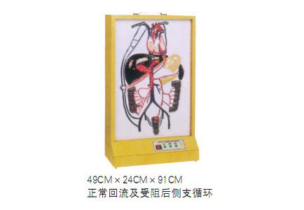知能醫(yī)學(xué)模型電動門靜脈側(cè)支循環(huán)模型 BIX-A2013