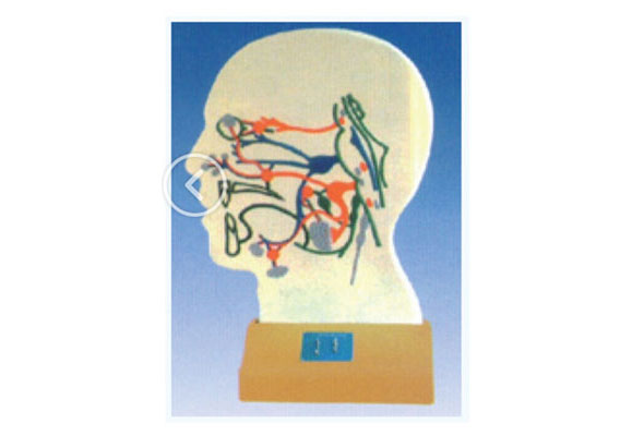 知能医学模型脑部副交感电动模型 BIX-A2110