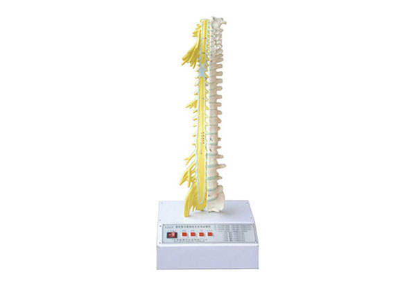 知能医学模型脊柱骨与脊神经系统关系电动模型 BIX-A2128