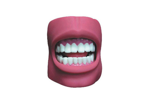 牙护理保健模型-口腔护理示教模型-带脸颊口腔模型