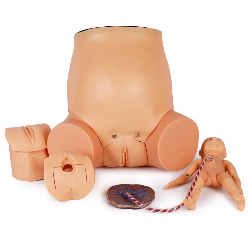 分娩过程模拟模型