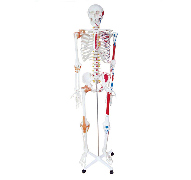 170cm半边肌肉着色附韧带人体骨骼模型图
