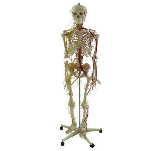人体全身骨骼附主要动脉和神经分布模型170cm图