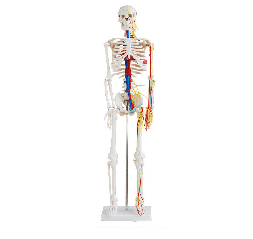 人体骨骼带心脏与血管模型85CM图