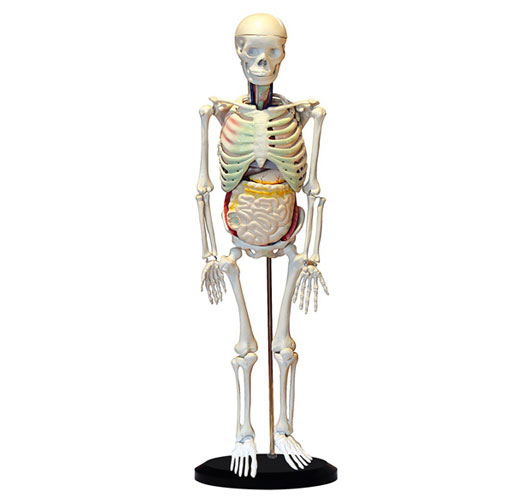 人体骨骼与内脏关系模型85cm图