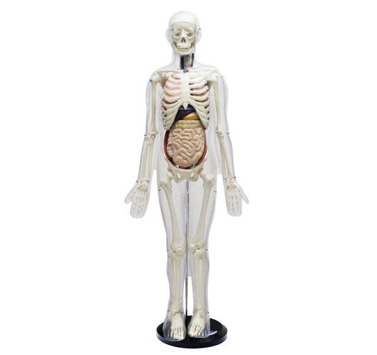 人体体表、人体骨骼与内脏关系模型85cm