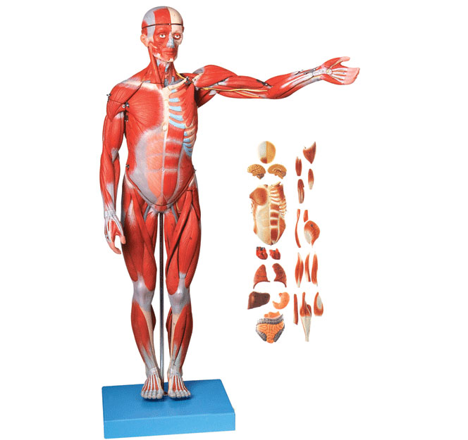 人体全身肌肉解剖附内脏模型图