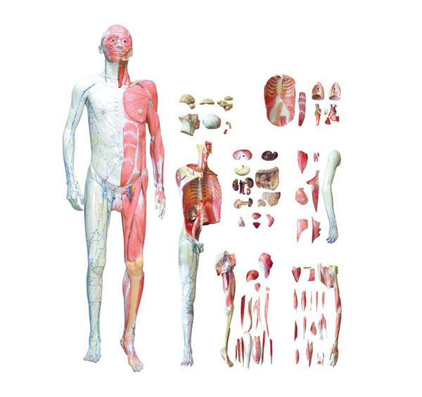 人体全身层次解剖附内脏模型