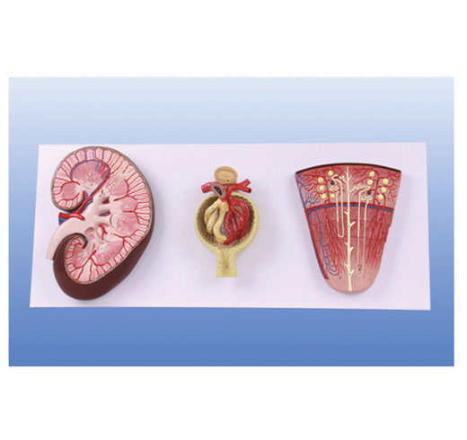 肾剖面、肾单位、肾小球模型图