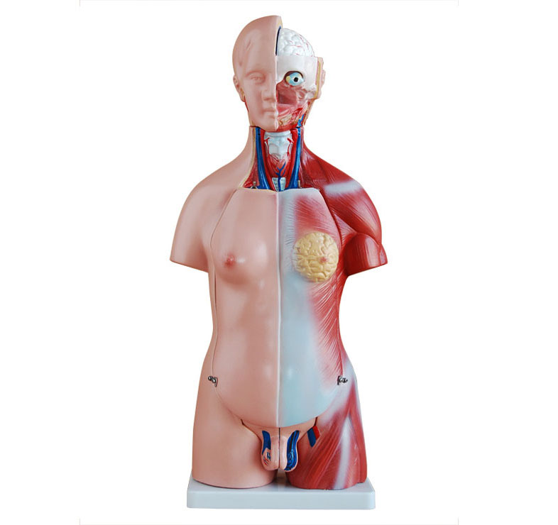 知能医学模型两性躯干模型（45cm 23件) BIX-A1046