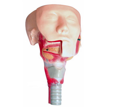 知能医学模型唾液腺及咽肌解剖模型 BIX-BM1080
