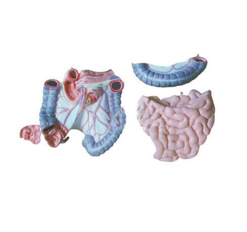 结肠空回肠解剖模型图