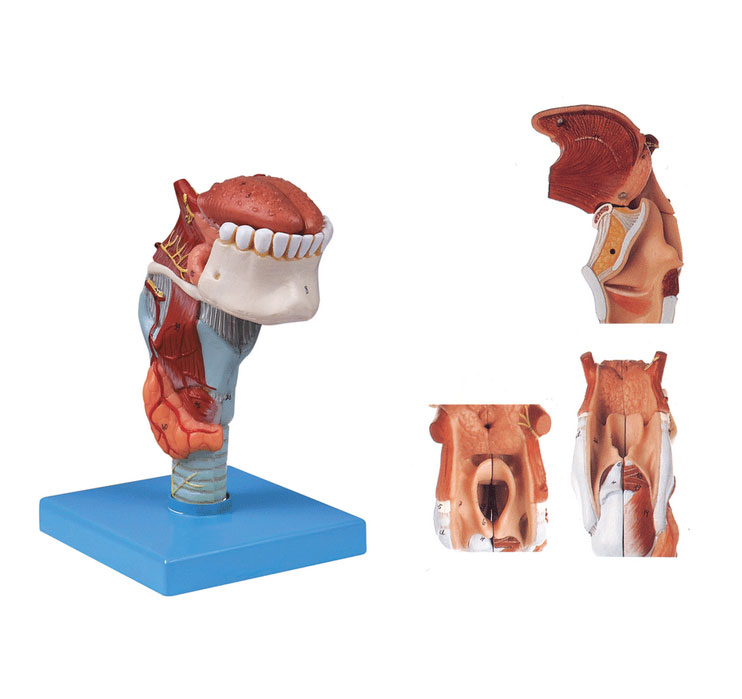 喉附舌带牙模型