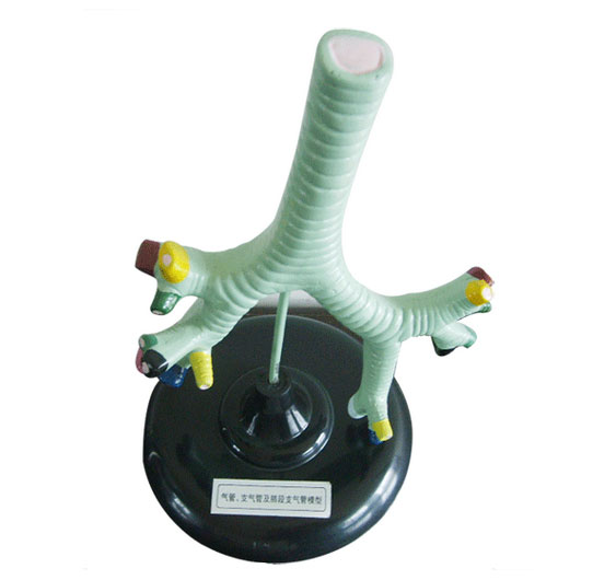 知能医学模型气管、支气管及肺段支气管模型 BIX-BM1122