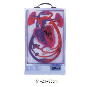 知能医学模型电动心脏博动与血液循环模型 BIX-A1078