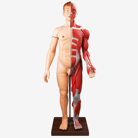人体全身层次解剖附内脏模型170cm图