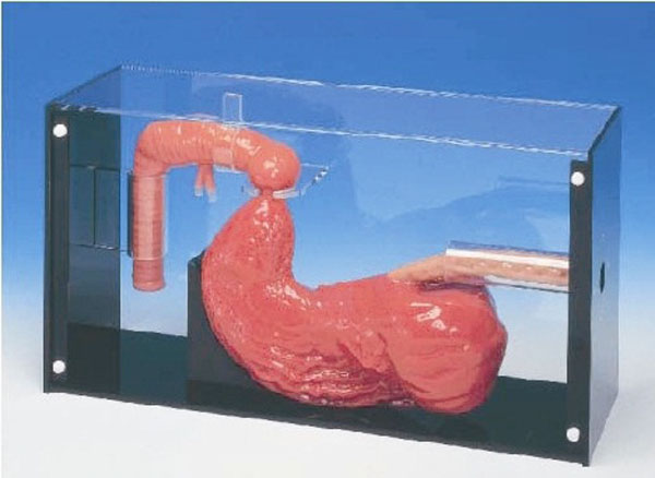胃镜与ERCP检查模型