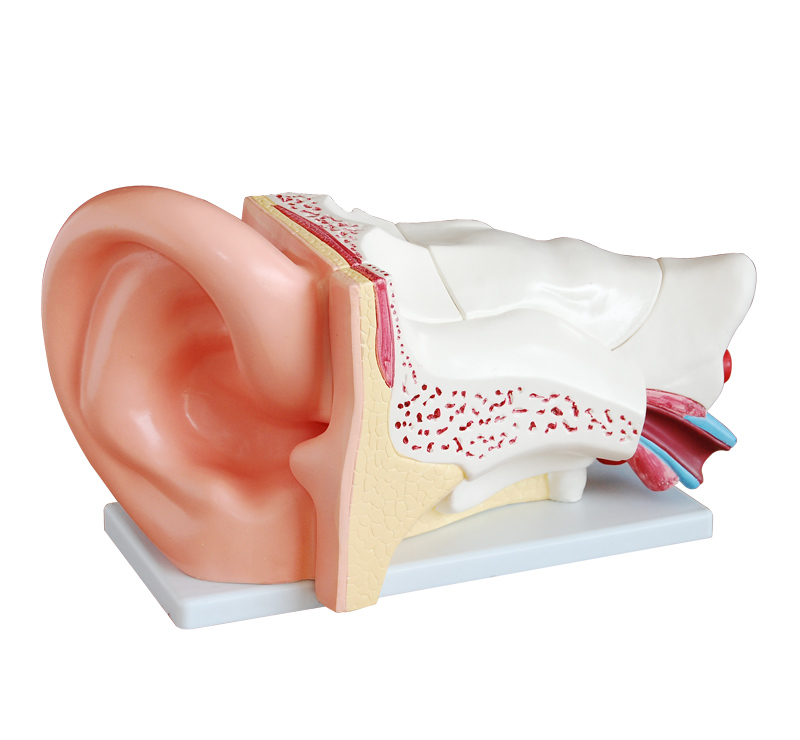 新型大耳解剖模型图