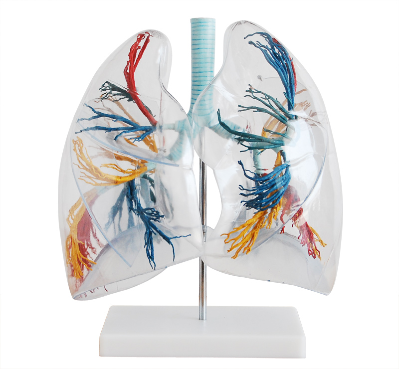 透明肺段模型图