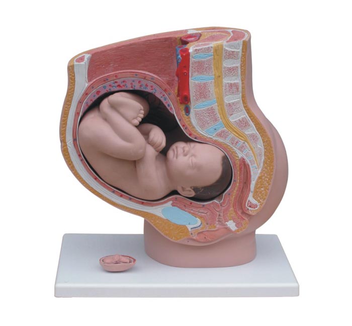 女性妊娠矢状解剖模型(4件)