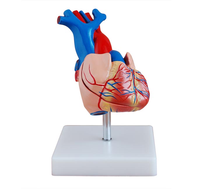 自然大心脏解剖模型图