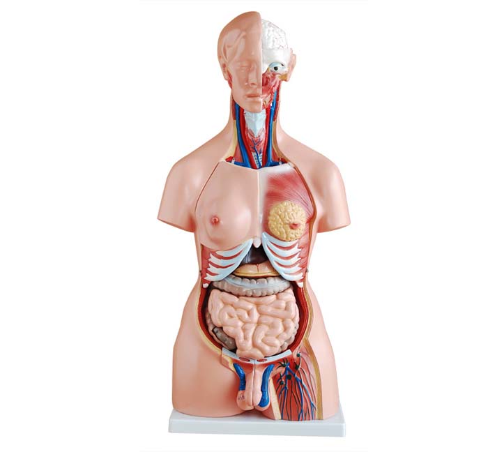 知能医学模型两性躯干模型(85cm 23件） BIX-A1041