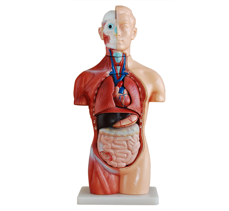 知能医学模型男性躯干模型（42cm 18件） BIX-A1047