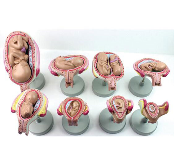 胎儿妊娠发育过程模型（8件套）图