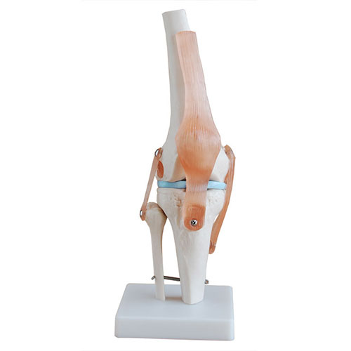 自然大膝关节模型