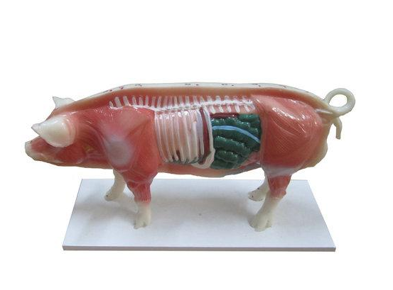 猪体针灸模型图