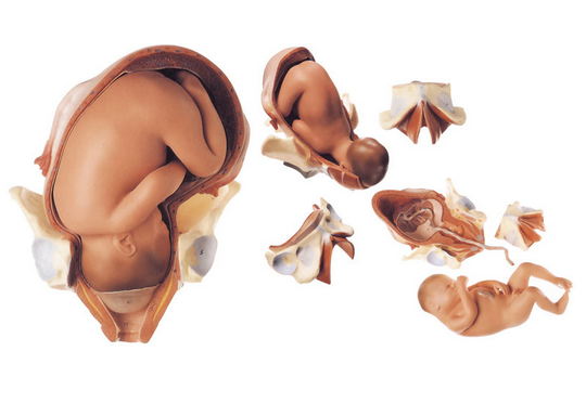 足月胎儿分娩过程模型图