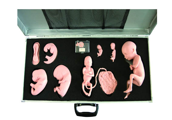 高级胚胎发育过程模型图