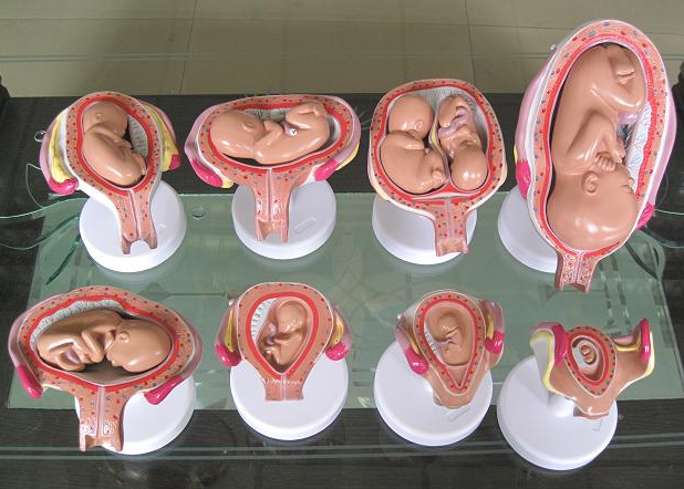 妊娠胚胎发育过程模型图