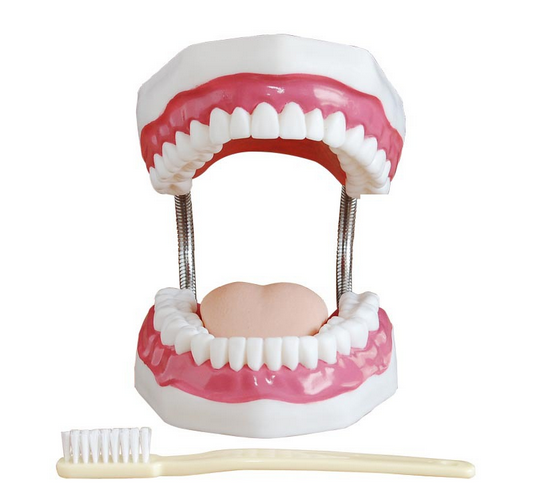 牙护理保健模型（放大5倍）图