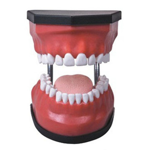 豪华型牙护理保健模型