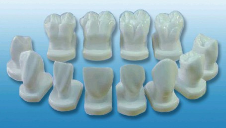 牙体形态模型图