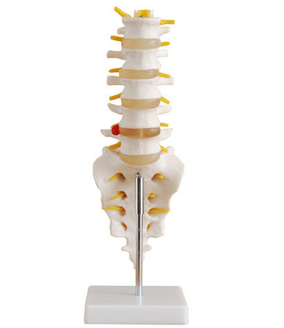 自然大腰椎带尾椎骨模型图