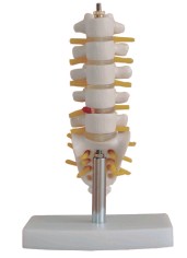小型腰椎带尾椎骨模型图