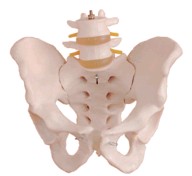 自然大骨盆带二节腰椎模型图