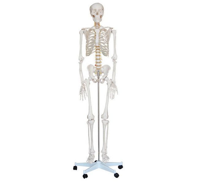 知能醫學模型人體骨骼模型 BIX-A1001