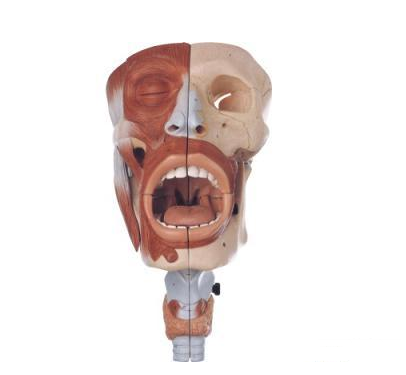 鼻、口、咽、喉腔模型图